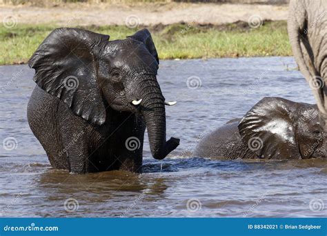 African Baby Elephants Playing In Water Stock Image Image Of Cool
