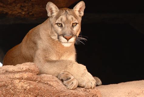 Anti Hunters Aim To End Big Cat Hunting In Arizona Sporting Classics