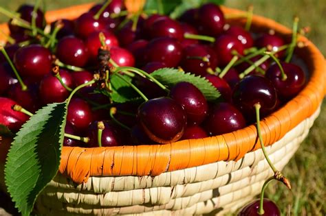 Cherries Basket Fruit Free Photo On Pixabay Pixabay