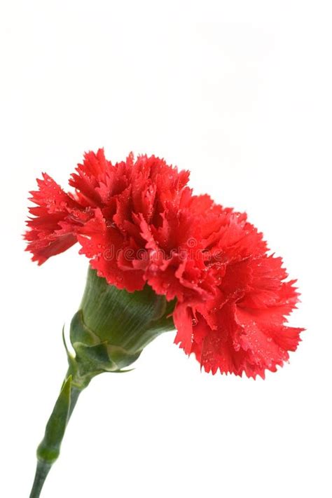 Scarlet Carnation Stock Image Image Of Closeup Blossom 13845747