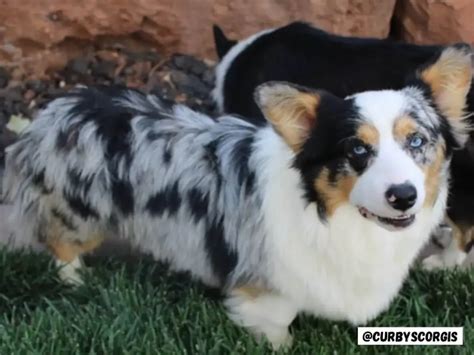 Blue Merle Corgis Everything You Need To Know