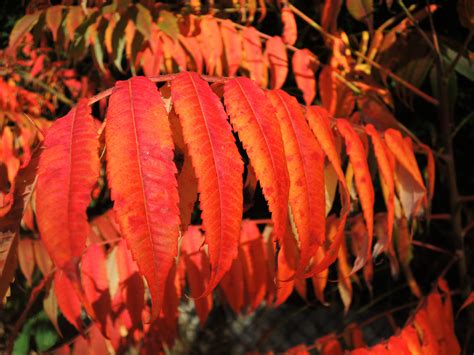 Free Images Tree Branch Plant Leaf Flower Petal Red Color