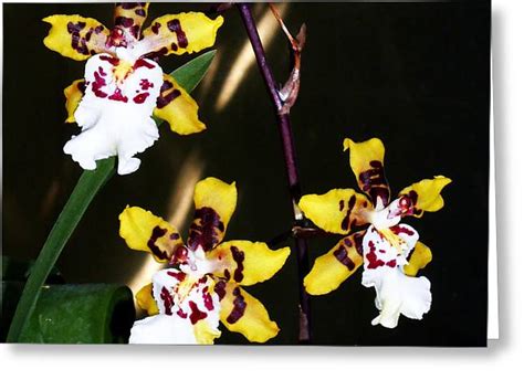 Unique Looking Orchids Photograph By Eva Thomas