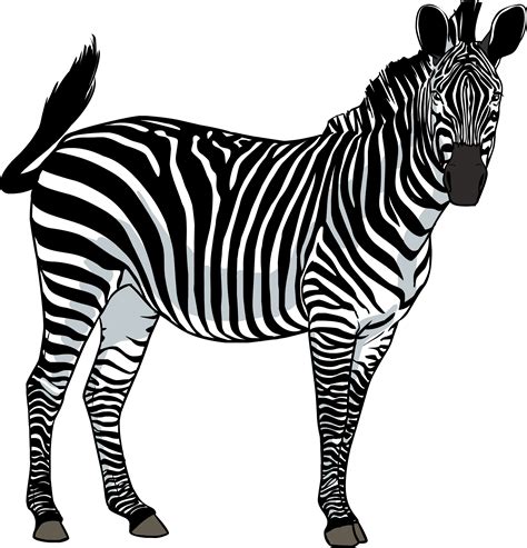 Zebra Png Images Transparent Background Png Play