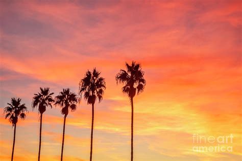 Palm Trees At Sunset In La Jolla California Photograph By Julia