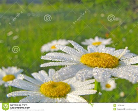 Flowers Of Chamomile Chamomile In Drops Of Morning Dew Joyful Morning