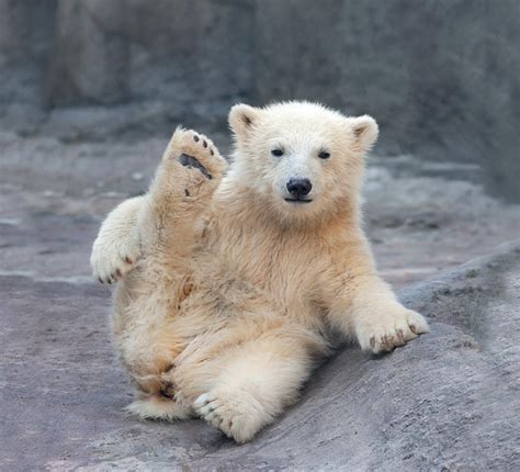 53 Cute Baby Polar Bears Celebrate International Polar