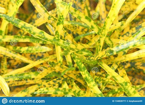 Yellow Leaves Backgroundcroton Variegated Laurel Stock Image Image
