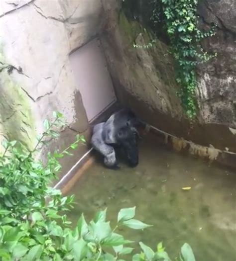 Harambe Video Of Gorilla Shot Dead In Cincinatti Zoo Shows It Trying