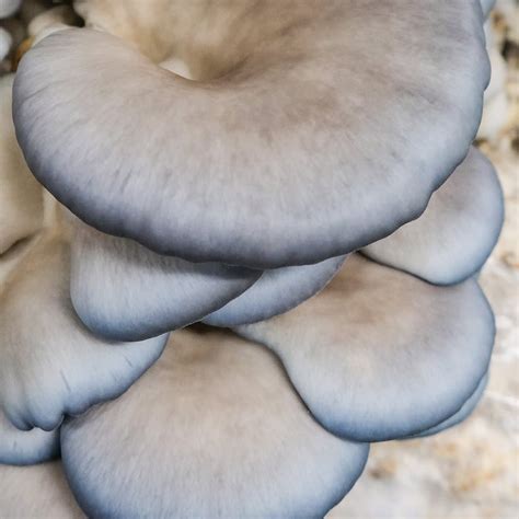 Blue Oyster Mushroom Spawn Pleurotus Ostreatus Little Acre