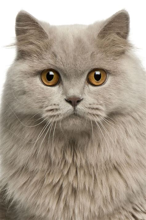 British Longhair Portrait Cat Breeds Cat Breeds Chart Cats