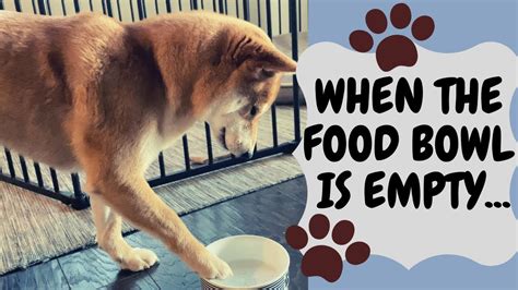 Round owing to the efforts of our skilled professionals, we have been. Impatient Dog Reacts to Empty Food Bowl | Jimmy the Shiba ...