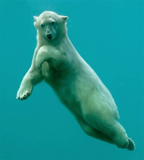 Oh Hai Polar Bear Bear Animals Beautiful