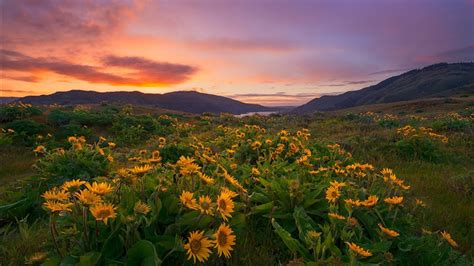 Sunflowers With Background Of Mountain During Evening Time Hd Flowers