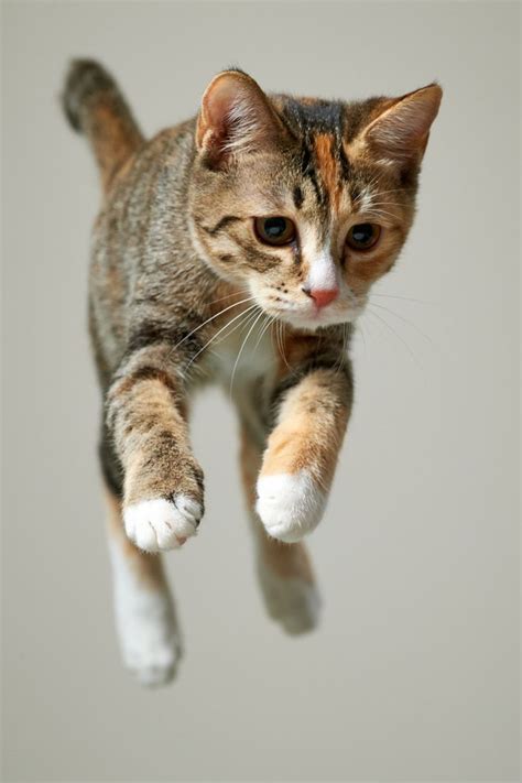 Leaping By Akimasa Harada ° Flying Cats Pinterest