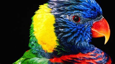 Birds Lovers 💖 Azharandzakaria Profile Pinterest