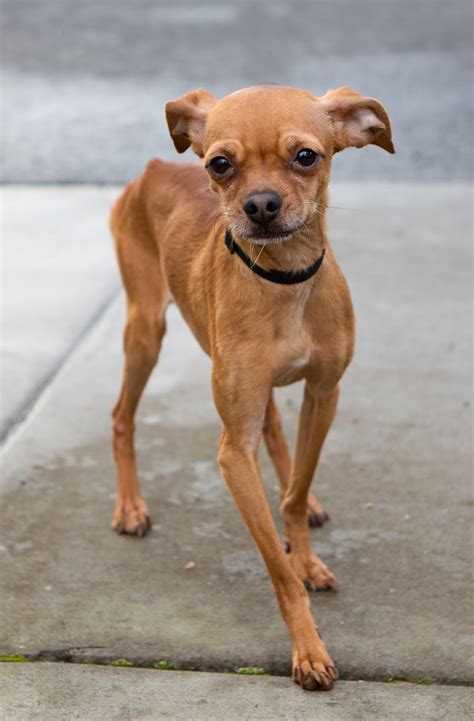 How long a mixed breed dog will live is harder to calculate, on the whole smaller dogs will enjoy a longer life than larger breeds. Shelter Dogs of Portland: "WAGNER" long legged, sweet boy ...