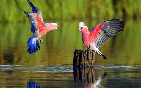 Hd Wallpapers Best Most Amazing And Beautiful Birds In The World Hd