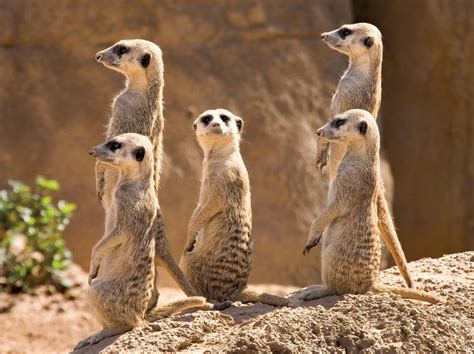 Meerkat Characteristics Habitat Diet Behavior And Facts Britannica