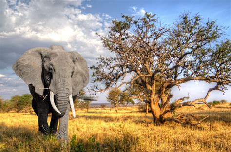 Wallpaper Animals Wildlife Africa Wilderness Tanzania Mammals