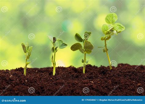 Pea Seeds Germinating In The Ground Stock Image Image Of Agriculture