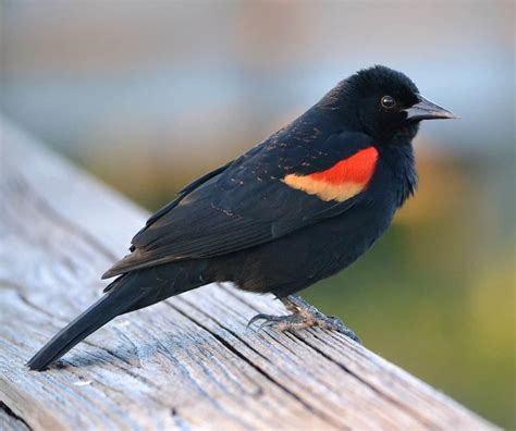 Red Winged Blackbird Indiana Audubon Society
