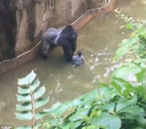 Cincinnati Zoo Gorilla Harambe Would Not Have Attacked The Boy