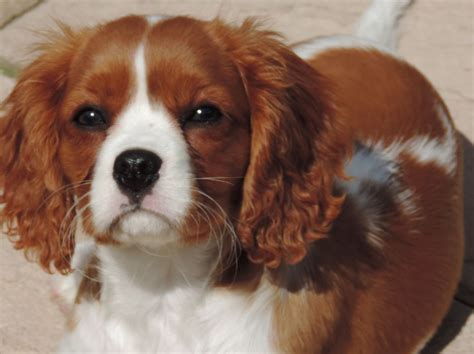 Buy cavalier king charles puppy and get the best deals at the lowest prices on ebay! Cavalier King Charles Puppies For Sale. READY NOW. | Leeds ...