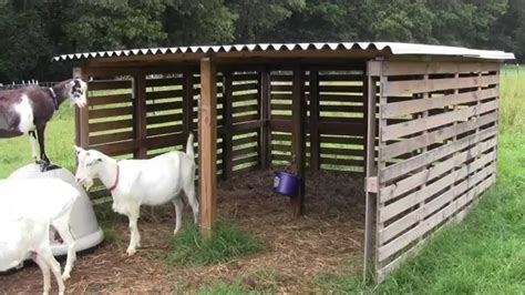 Our Goat Shelter Using Free Pallets Goat House Goat Shelter Goat Barn