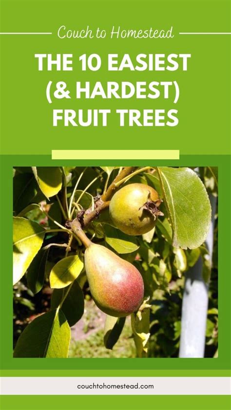 The 10 Easiest Fruit Trees To Grow And The 5 Hardest Couch To Homestead