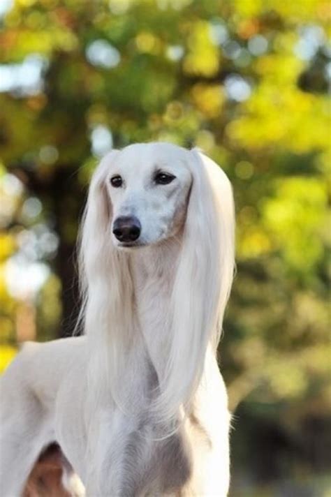 Free download hd quality lots to choose from. 45 Cute Pictures of Saluki Dog with Puppies: Clicks that ...