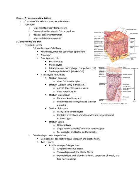 Integumentary System Major Structures