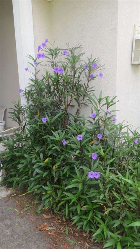 Can Someone Please Help Me Identify A Tall Plant That Has Purple