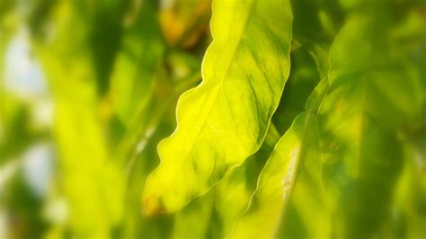 Shallow Focus Photography Of Leaf Hd Wallpaper Wallpaper Flare