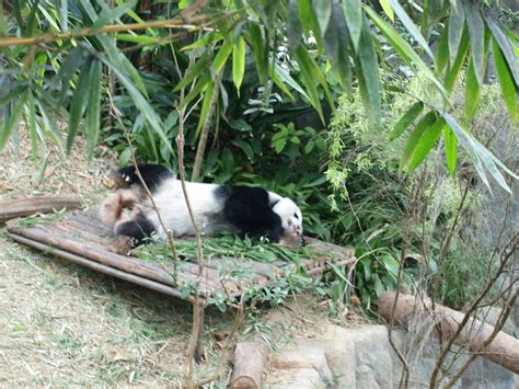 Singapore River Safari Giant Panda Kai Kai Flickr
