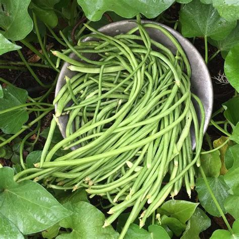 We did not find results for: 5 HEAT-LOVING VEGGIES FOR ARIZONA SUMMERS | Kellogg Garden ...