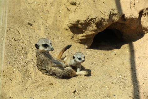 Cute Meerkats At Enclosure In Zoo Stock Image Image Of Face Meerkat