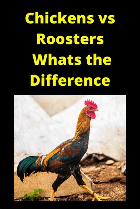 Chickens Vs Roosters Whats The Difference Farm Animal Report