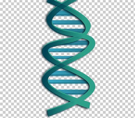 Nucleic Acid Double Helix Dna Computer Icons Genetics Png Clipart My