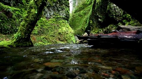 Rain Forest Video Background 4k Hoh Rain Forest Nature Relaxation