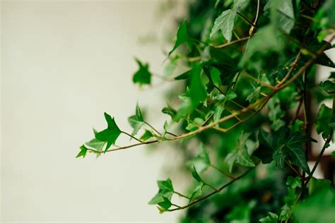 How To Care For English Ivy Indoor Plant Guides