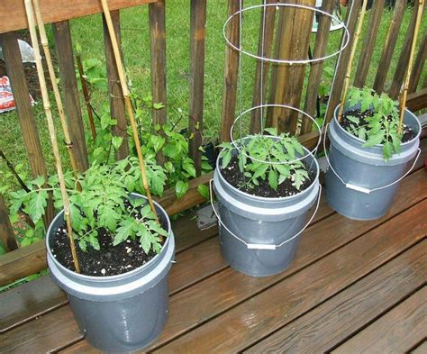 Awasome Container Gardening Tips For Beginners References Atelieartemae