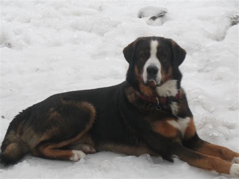 Bernese Mountain Dog Mixed With German Shepherd Rudy Bernese