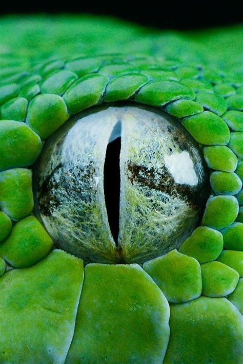 That was the end of the vision. gtp snake eye by hedrik vind | Colour | Pinterest