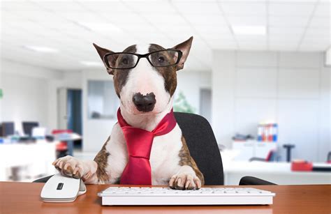 Customers can select the level of coverage they need and if they. Home | PetPartners