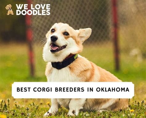 6 Best Corgi Breeders In Oklahoma 2023 We Love Doodles