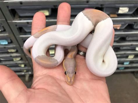 Black Pastel Coral Glow Pied Ball Python By Royalconstrictordesigns R Morph