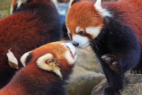 Red Pandas Habitat Facts