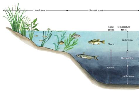 All About Lakes Department Of Environmental Conservation