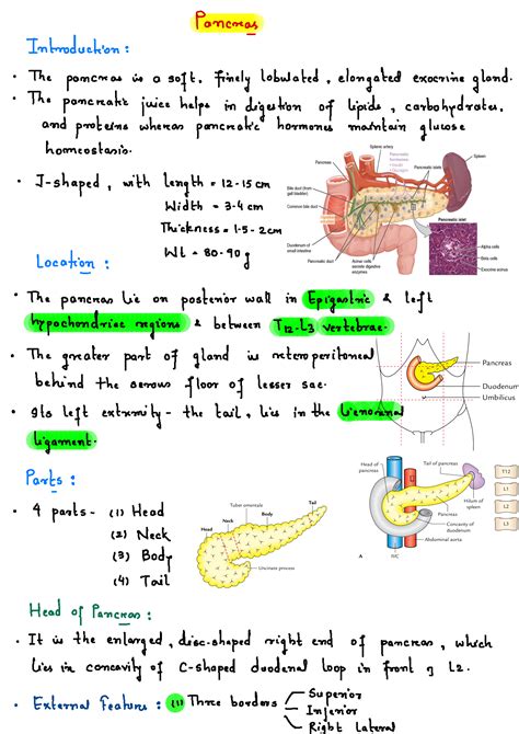 Solution Pancreas Abdominal Organ Anatomy Studypool